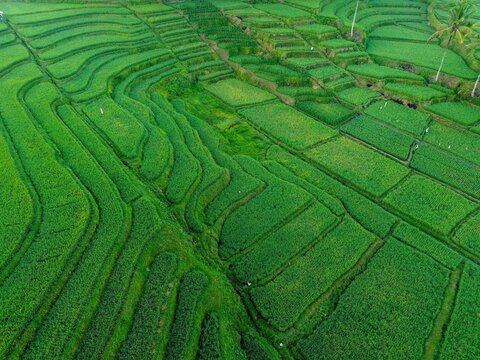 Aerial view of the lush green rice terraces of Pamotan, showcasing intricate patterns of agricultural fields and vibrant vegetation in Dampit, East Java, Indonesia.