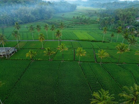 Aerial view of Pamotan rice paddies with lush green fields and palm trees in the rural landscape of Dampit, East Java, Indonesia.