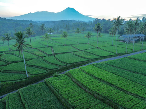 Aerial view of Pamotan rice terraces with lush green fields, tall palm trees, and a distant volcano under soft morning light in Dampit, East Java, Indonesia.