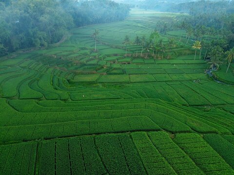 Aerial view of lush green rice terraces of Pamotan surrounded by palm trees and dense forest in the rural landscape of Dampit, East Java, Indonesia.