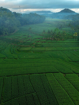 Aerial view of the lush green rice terraces of Pamotan surrounded by palm trees and misty hills in the early morning light in Dampit, East Java, Indonesia.