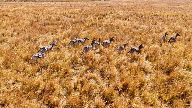 Aerial view of a herd of zebras running through the dry golden grass of the savanna in Kruger National Park, Hoedspruit, Limpopo, South Africa.