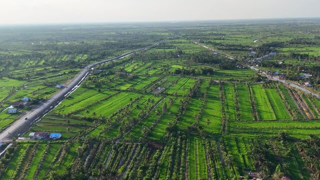 Aerial view of lush green rice fields and rural houses along a road in Sungai Tabuk, South Kalimantan, Indonesia.