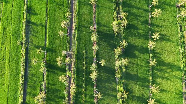 Aerial view of lush green rice fields planted with rows of palm trees under bright sunlight in Sungai Tabuk, South Kalimantan, Indonesia.