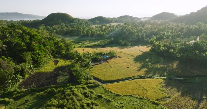Aerial view of the iconic Chocolate Hills in Batuan, featuring lush green conical mounds, golden rice fields, and tropical vegetation in Batuan, Central Visayas, Philippines.