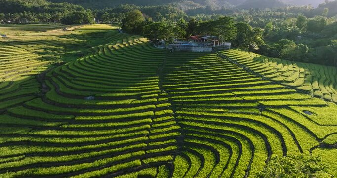 Aerial view of lush green rice terraces in Sierra Bullones, Central Visayas, Philippines.
