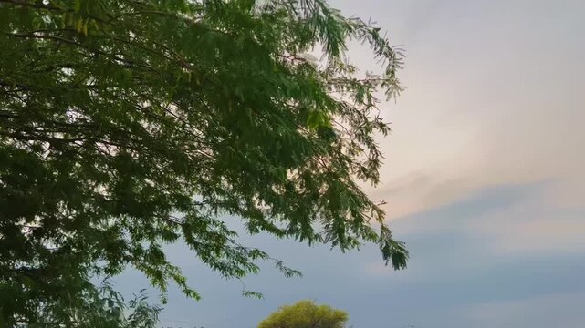 Green tree branches against a soft sunset sky