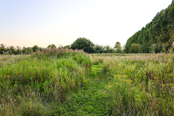 Fototapeta premium Summer wild meadow flowers in the field. 