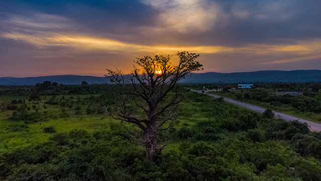 Aerial view of a large baobab tree silhouetted against a vibrant sunset over the rolling hills and lush green landscape near the road in Somanya, Eastern Region, Ghana.