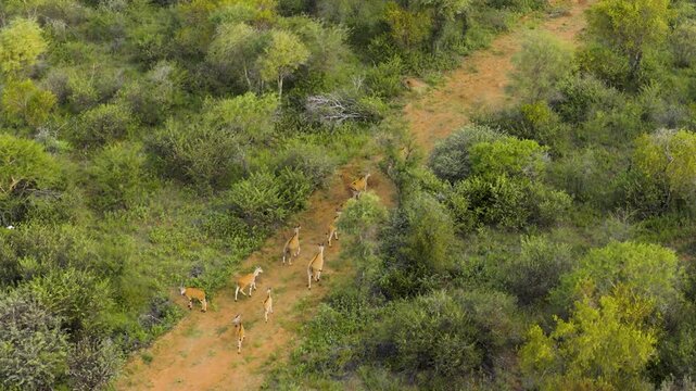 Aerial view of a herd of impala walking along a dirt path through the bushveld in Thabazimbi, Tumbeta Reserve, South Africa.