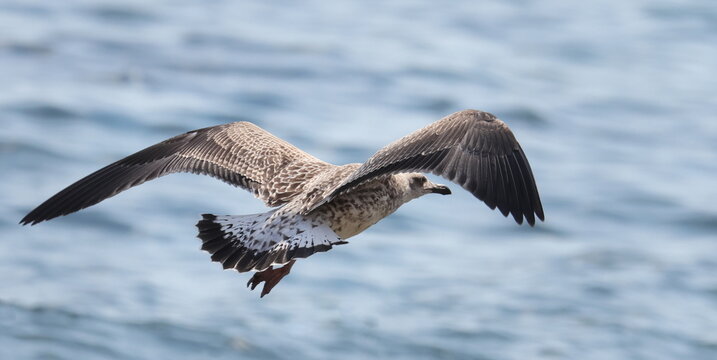 Yellow-legged gull in flight, Larus michahellis juvenile, birds of Montenegro