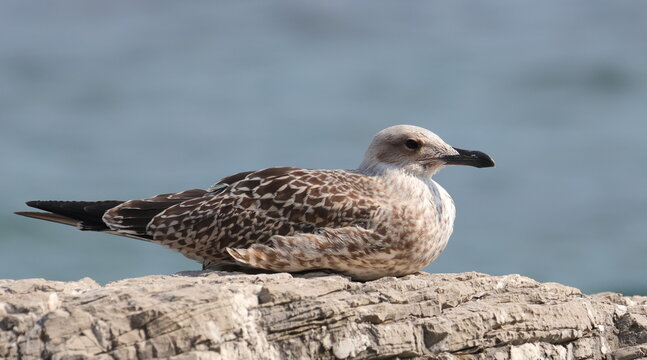 Yellow-legged gull, Larus michahellis juvenile, birds of Montenegro 