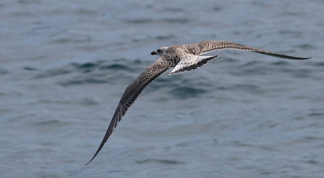 Yellow-legged gull in flight, Larus michahellis juvenile, birds of Montenegro