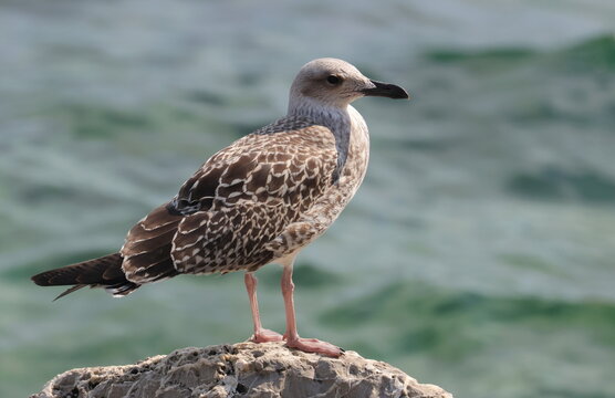 Yellow-legged gull, Larus michahellis juvenile, birds of Montenegro 