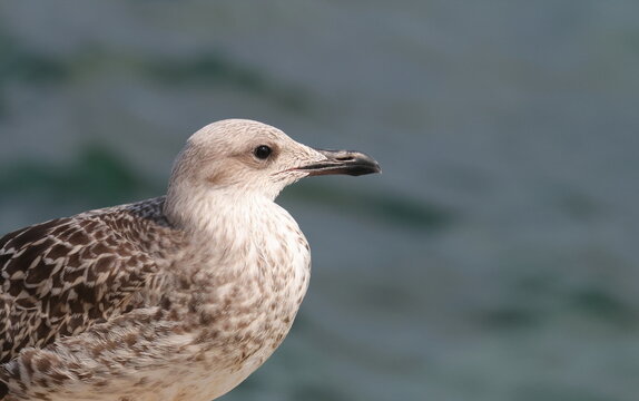 Yellow-legged gull, Larus michahellis juvenile, birds of Montenegro 