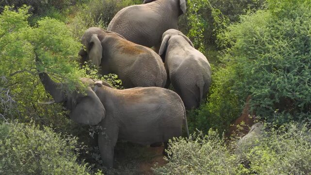 Aerial view of a herd of elephants moving through the dense green vegetation of the bushveld in Thabazimbi, Tumbeta Reserve, South Africa.