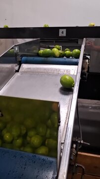 Fresh Green and Yellow Lemons Being Washed on Processing Machine in HD