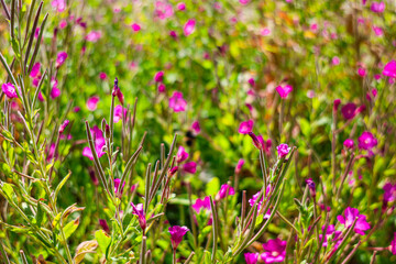 Fototapeta premium Flowering Epilobium hirsutum, great hairy willowherb closeup, soft focus.