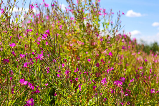Flowering Epilobium hirsutum, great hairy willowherb closeup, soft focus.