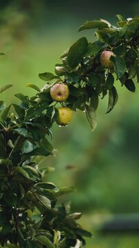 Fresh Green Apples Growing on Tree Branch in Orchard HD Video