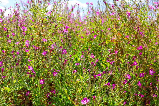Flowering Epilobium hirsutum, great hairy willowherb closeup, soft focus.