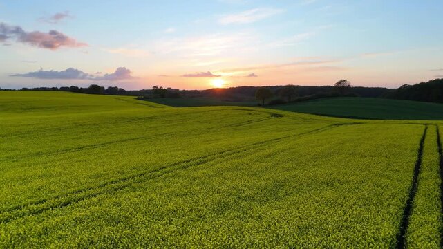 Aerial view of a vibrant yellow rapeseed field under a warm sunset sky with rolling hills in the background in Langballig, Schleswig-Holstein, Germany.