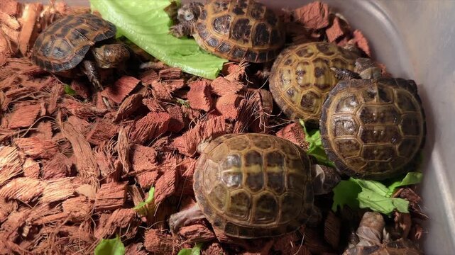 Small baby tortoises eating fresh green lettuce inside a plastic enclosure with wooden substrate, pet reptile care, exotic animal breeding.