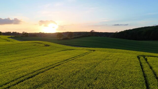 Aerial view of vibrant yellow rapeseed fields under a golden sunset sky with rolling hills and trees in the distance in Langballig, Schleswig-Holstein, Germany.