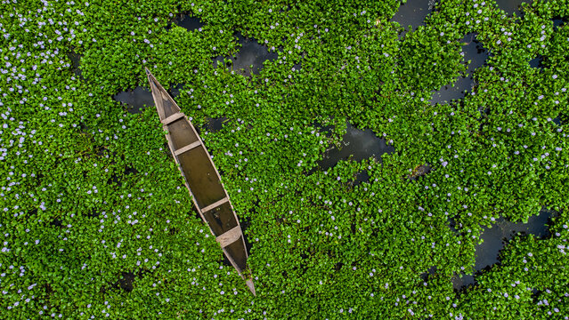 Aerial view of a traditional wooden boat floating amidst dense green water hyacinth plants with small purple flowers on the Volta River in Kpong, Eastern Region, Ghana.