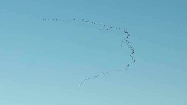 Flock of migratory cranes flying in a classic V-formation wedge across a clear blue sky. flock of birds flying