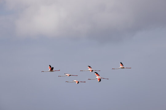 View of a flock of flamingos flying in formation against a cloudy sky in Vilankulos, Inhambane Province, Mozambique.