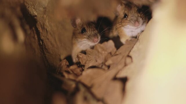 National geographic style close-up of two curious wood mice (Apodemus sylvaticus) peeking from their leaf-lined underground tunnel with eye-level perspective