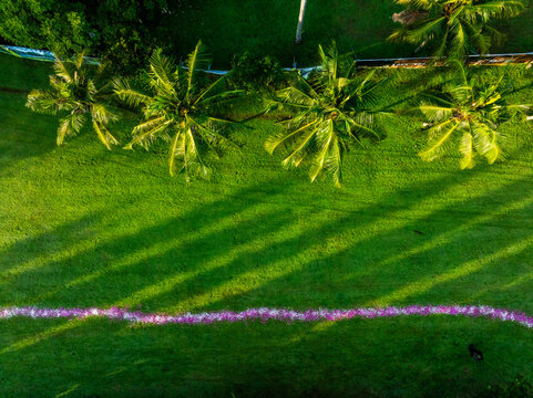 Aerial view of a lush green lawn featuring a vibrant purple and white flower path and tall palm trees in Magelang, Central Java, Indonesia.