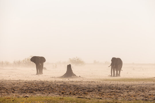 View of two African elephants walking through a dusty, arid landscape during a storm, with a termite mound visible in the foreground in Maun, North-West District, Botswana.