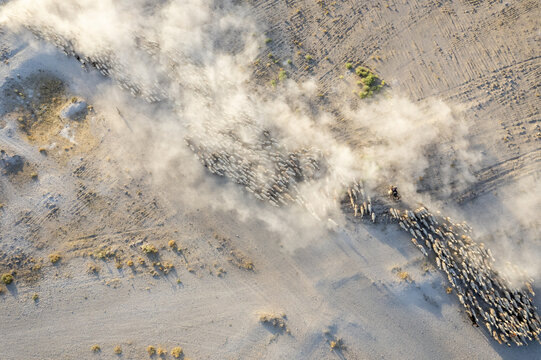 Eregli, Turkiye - 06 August 2025: Aerial view of a large herd of sheep moving across a dry, dusty landscape with a shepherd on horseback creating a cloud of dust.