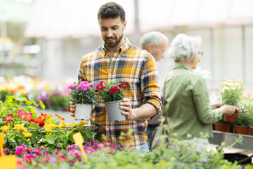 Obraz premium Adult man choose lantana camara flowers of different colors in a garden hypermarket