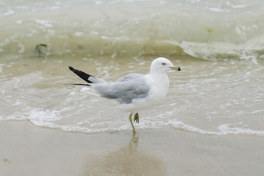 A seagull standing on a beach on the Atlantic ocean