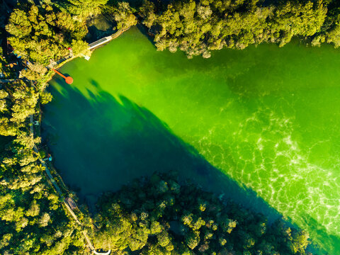 Aerial view of Telaga Warna, a vibrant green volcanic lake surrounded by lush forest and walking paths in Kejajar, Central Java, Indonesia.