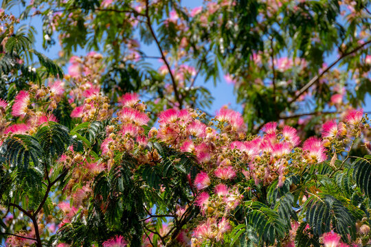Selective focus a branches of Persian silk tree with fluffy pink flowers and green leaves, Albizia julibrissin is a species of tree in the family Fabaceae with the bloom, Natural floral background.