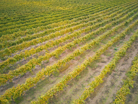 Aerial view of rows of grapevines in a vineyard during autumn with golden leaves in Greece.