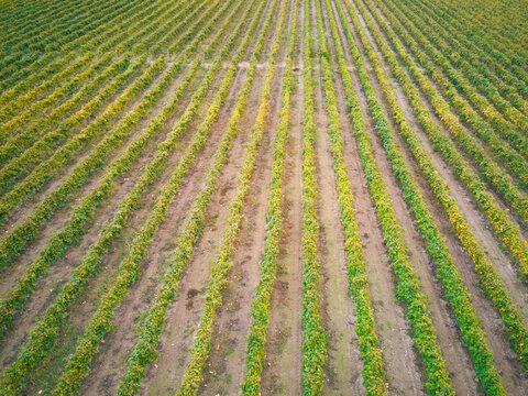 Aerial view of rows of grapevines in a vineyard with green and yellow leaves in Greece.