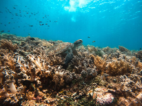 View of a sea turtle swimming over a vibrant coral reef with clear blue water in Kas, Antalya, Turkey.