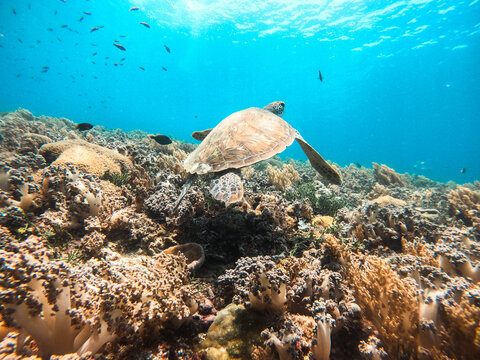 View of a sea turtle swimming over a vibrant coral reef in clear blue water in Kas, Antalya, Turkiye.
