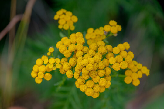 Selective focus of yellow flowers common Tansy (Tanacetum vulgare) growing along sidewalk, Boerenwormkruid is a genus of flowering plants in the aster family of Asteraceae, Natural floral background.