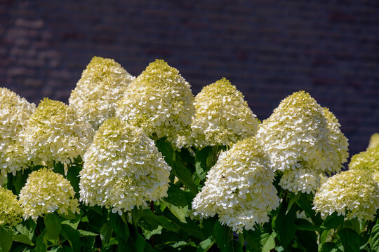Selective focus bushes of Hydrangea paniculata flowers in the garden, White cream hortensia, Panicled hydrangea is a species of flowering plant in the family Hydrangeaceae, Natural floral background.