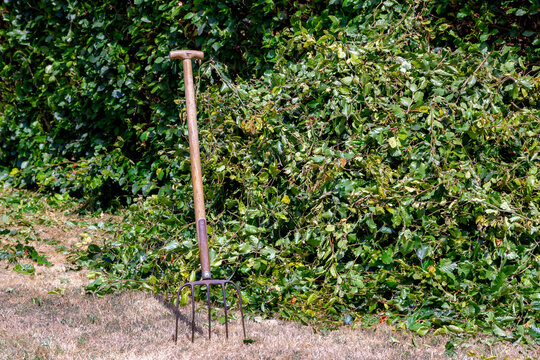 Ideal for gardening, landscaping and backyard maintenance concepts, Selective focus of traditional pitchfork stands in the ground next to a pile of fresh green hedge plants trimmings in a sunny garden