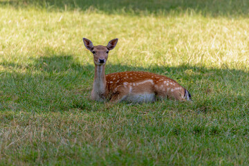 Portrait of a deer in its habitat with brown fur, white spots sitting on lush green grass meadow in shadow, Fallow deer is the common name for species of deer in the genus Dama of subfamily Cervinae. © Sarawut