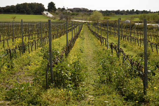 View of a vineyard with rows of grapevines and yellow wildflowers in the foreground, set against a rural landscape with a road and trees in Mallorca, Balearic Islands, Spain.