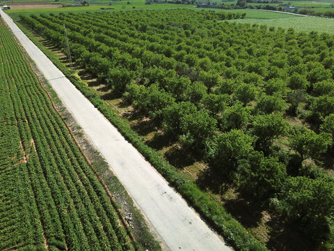 Aerial view of an orchard with neatly planted rows of trees and a rural road in Mallorca, Balearic Islands, Spain.