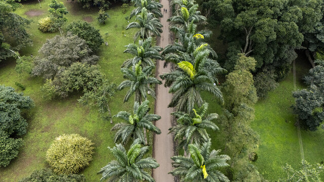 Aerial view of the palm-lined path at Aburi Botanical Gardens and Park surrounded by lush tropical greenery in Aburi, Eastern Region, Ghana.